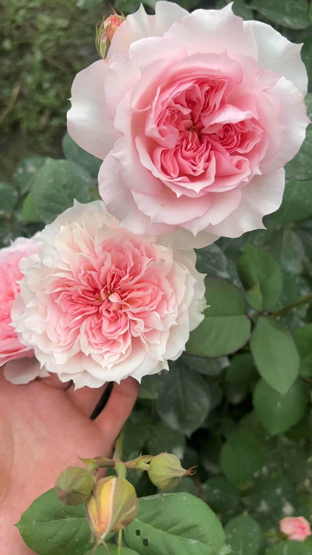 莫妮卡戴维一款丰花灌木月季,自带美人尖,耐热耐雨淋!