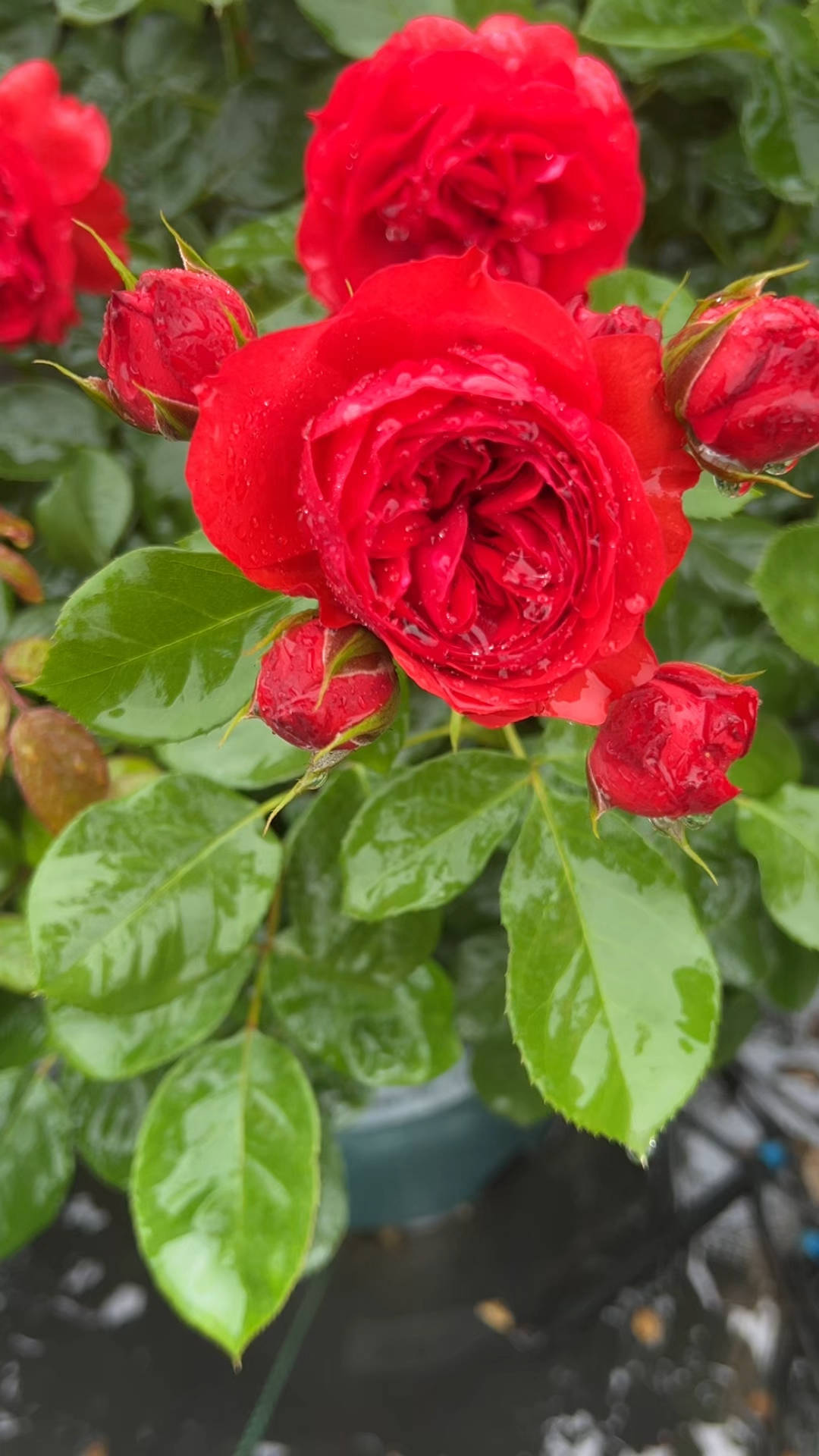正红色包子花型,多花-“红苹果”花量大,耐晒,很勤花
