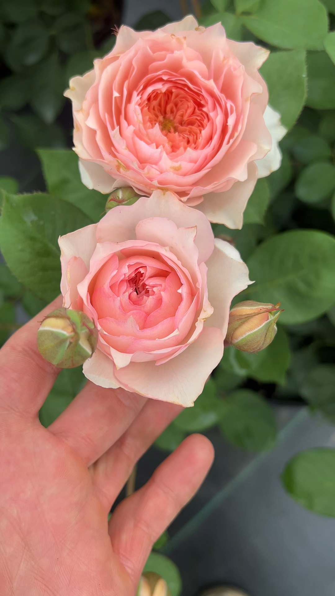 莫妮卡戴维,一款带有美人尖花瓣的灌木月季