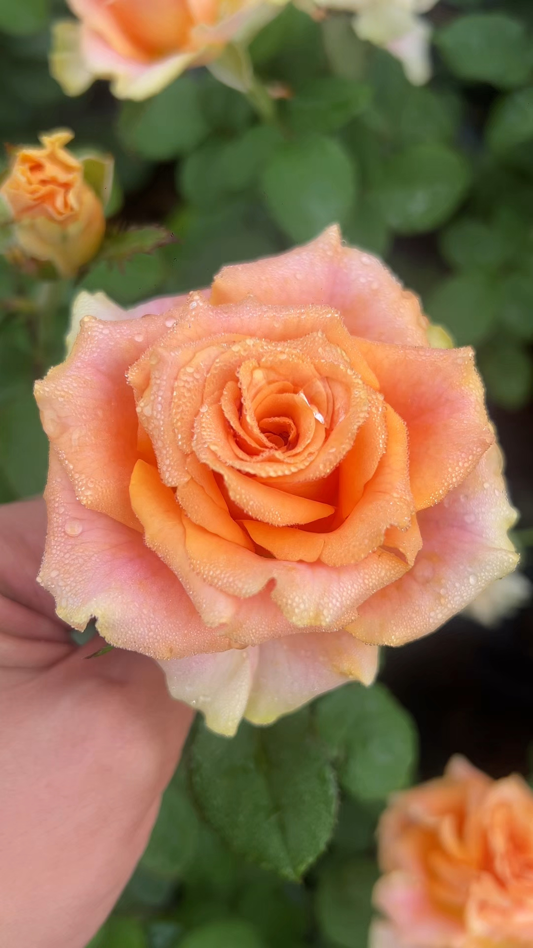 橘子印象,一款橘黄色的切花月季,耐热耐晒耐雨淋!