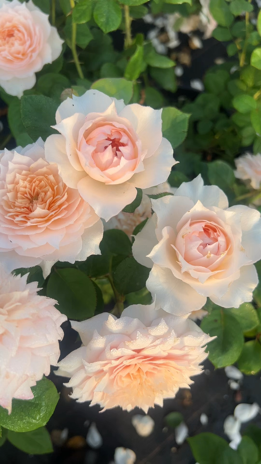 莫妮卡戴维,一款带有美人尖花瓣的灌木月季,香味不仅好闻