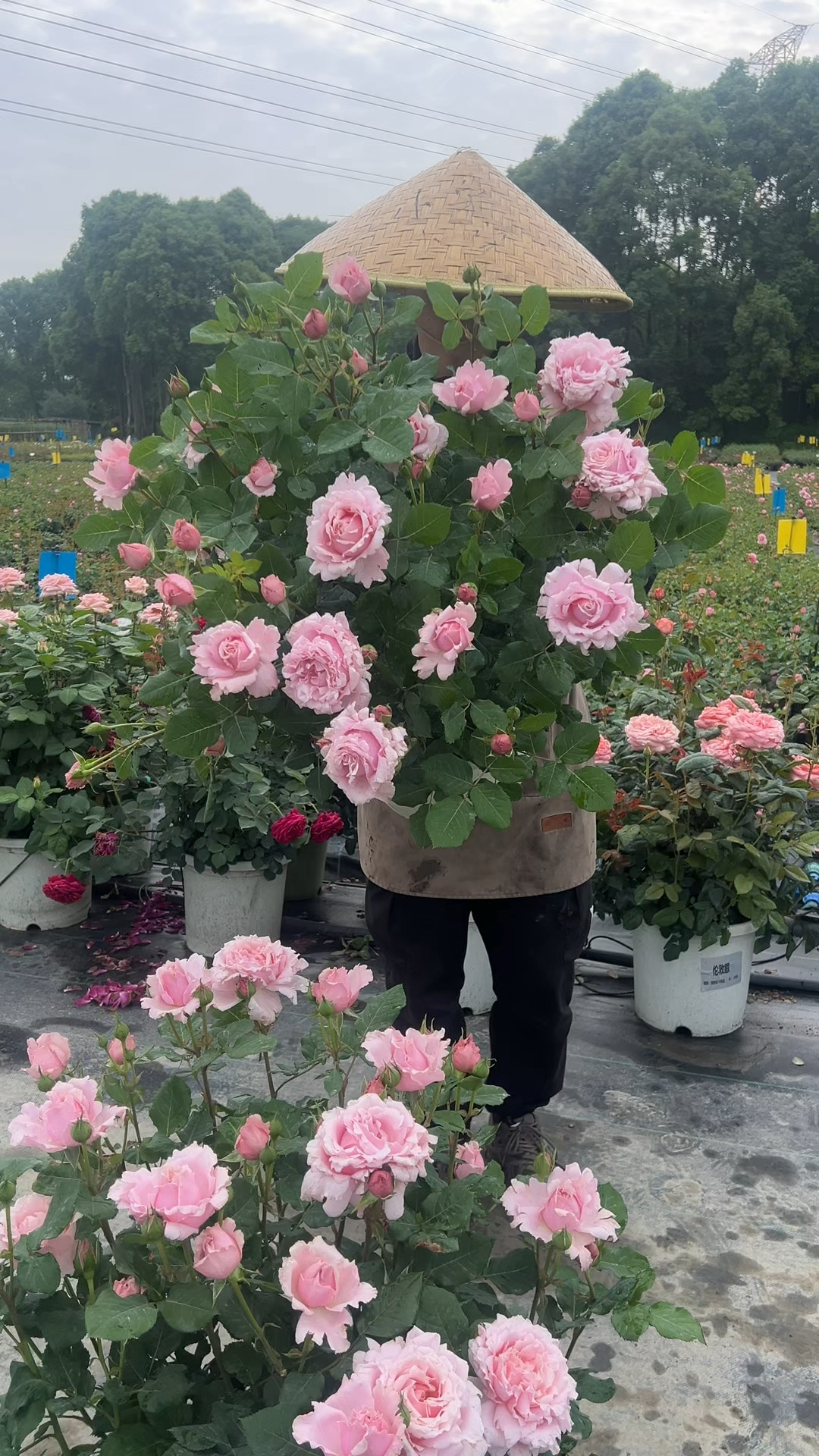 索菲罗莎,一款浓香型的灌木月季,花瓣带有波浪锯齿边