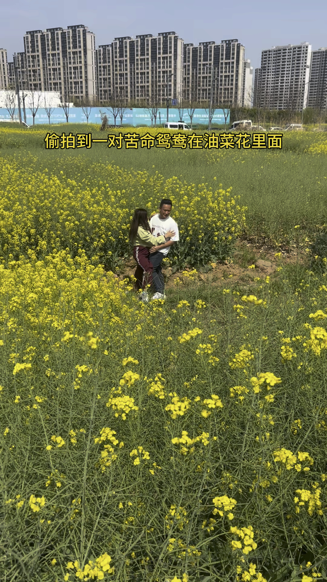 偷拍斗鱼对苦命鸳鸯在油菜花里面