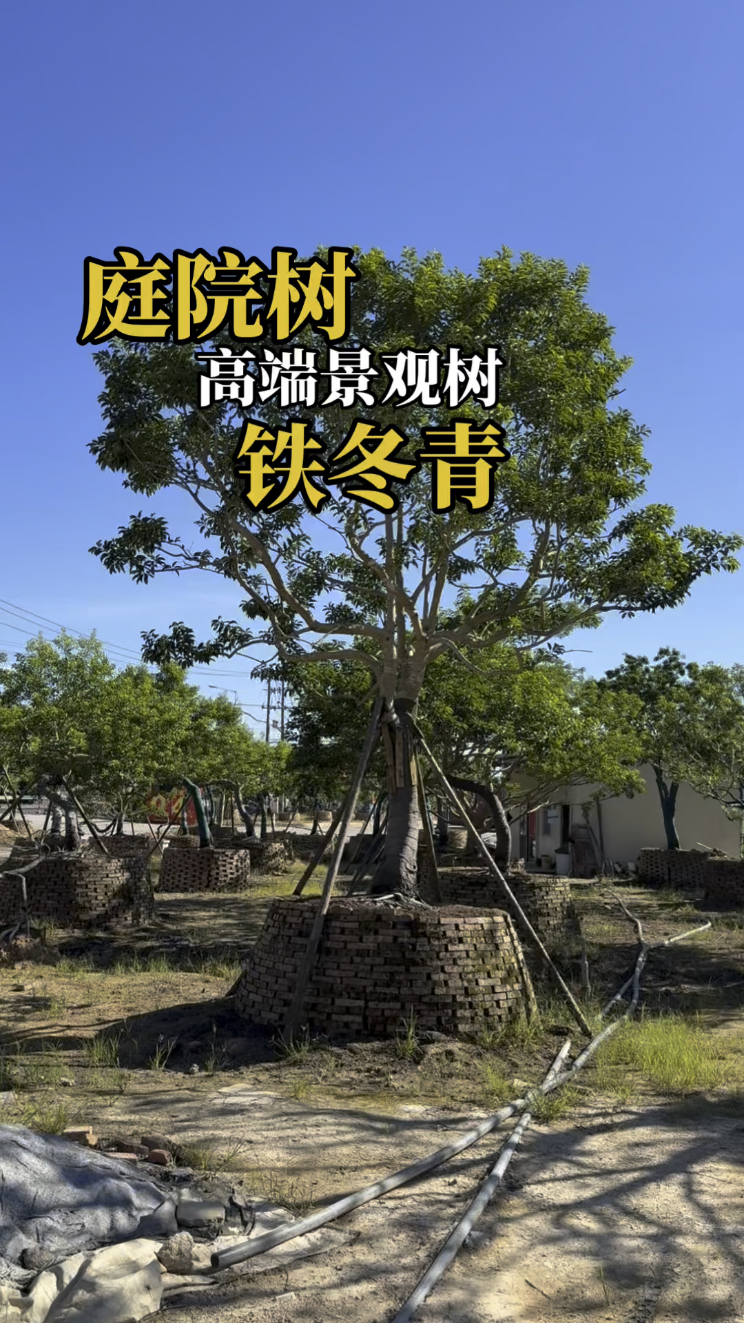 福建漳州庭院树铁冬青种植基地,江西浙江斜飘红果冬青多少钱?