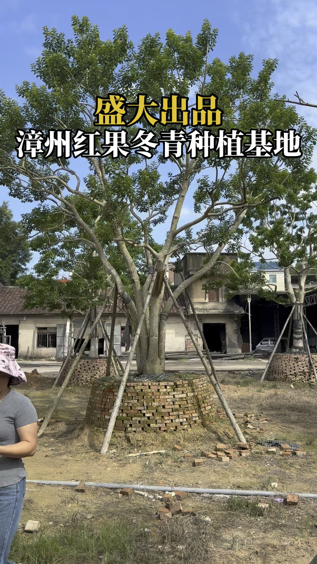 福建漳州庭院树铁冬青种植基地,浙江斜飘红果冬青江西丛生铁冬青