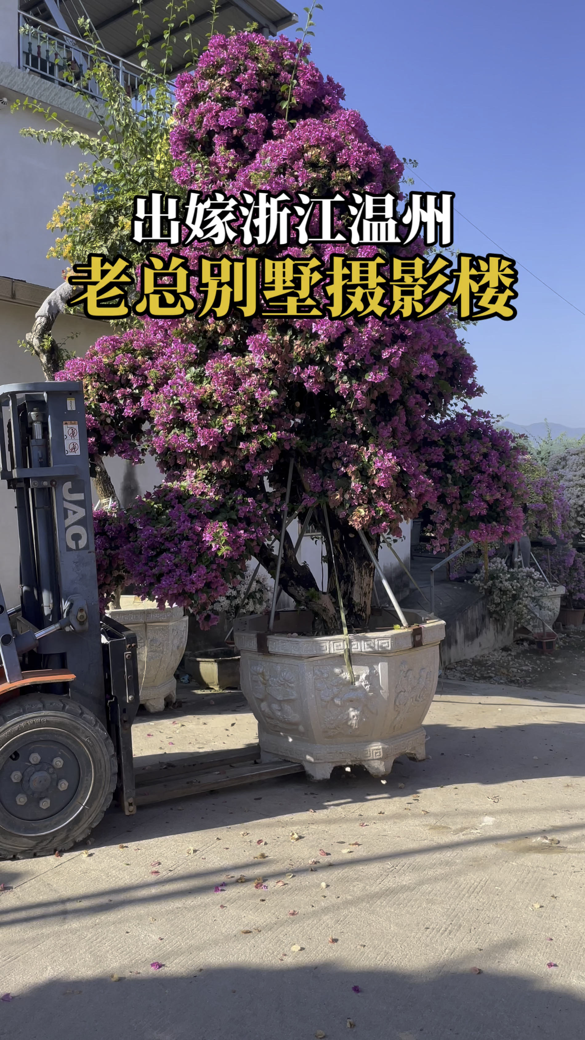 福建漳州紫花造型三角梅桩景基地属爬藤植物适用于背景墙开花靓丽