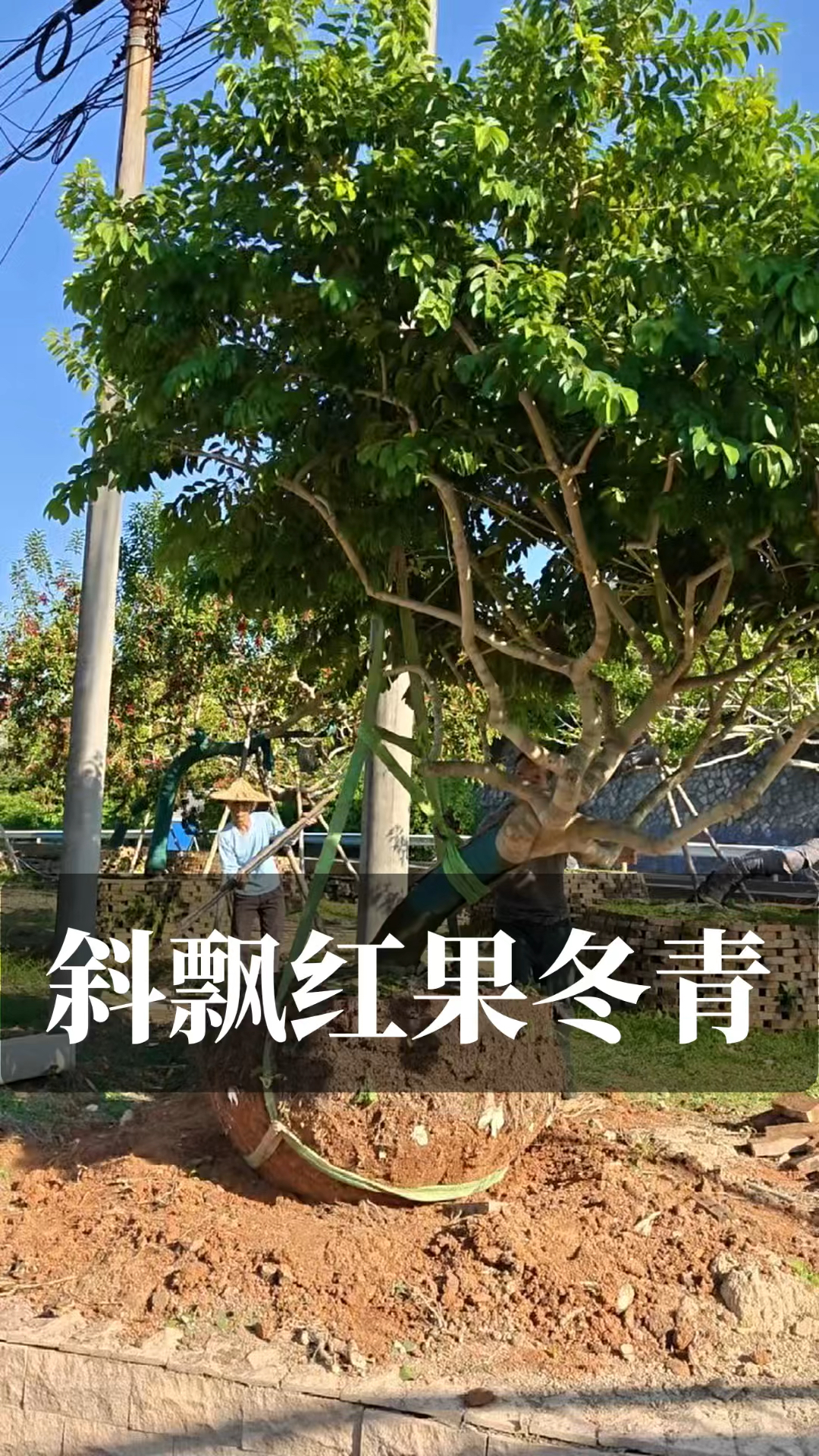 斜飘红果冬青出嫁浙江金华斜飘造型红果冬青广东造型铁冬青庭院树