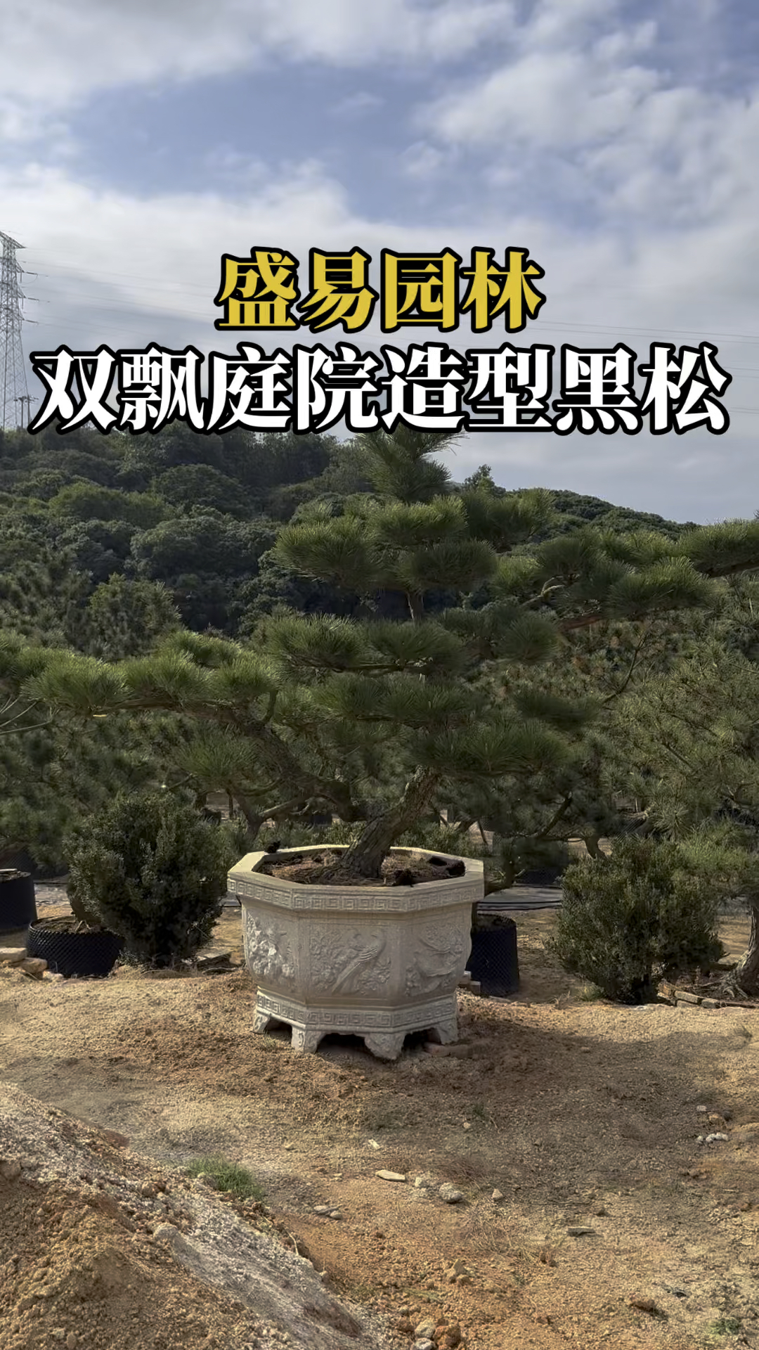 鱼池假山别墅庭院造景首选造型黑松#园林景观设计斜飘临水