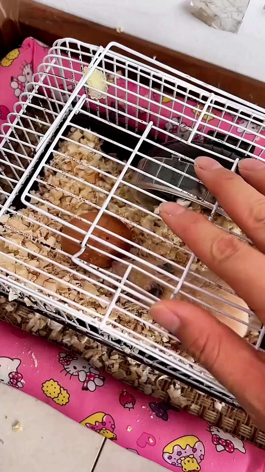 记录一下小鸡破壳全过程