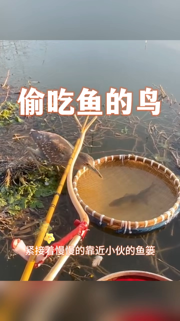 偷吃鱼的鸟,胆子太大了吧