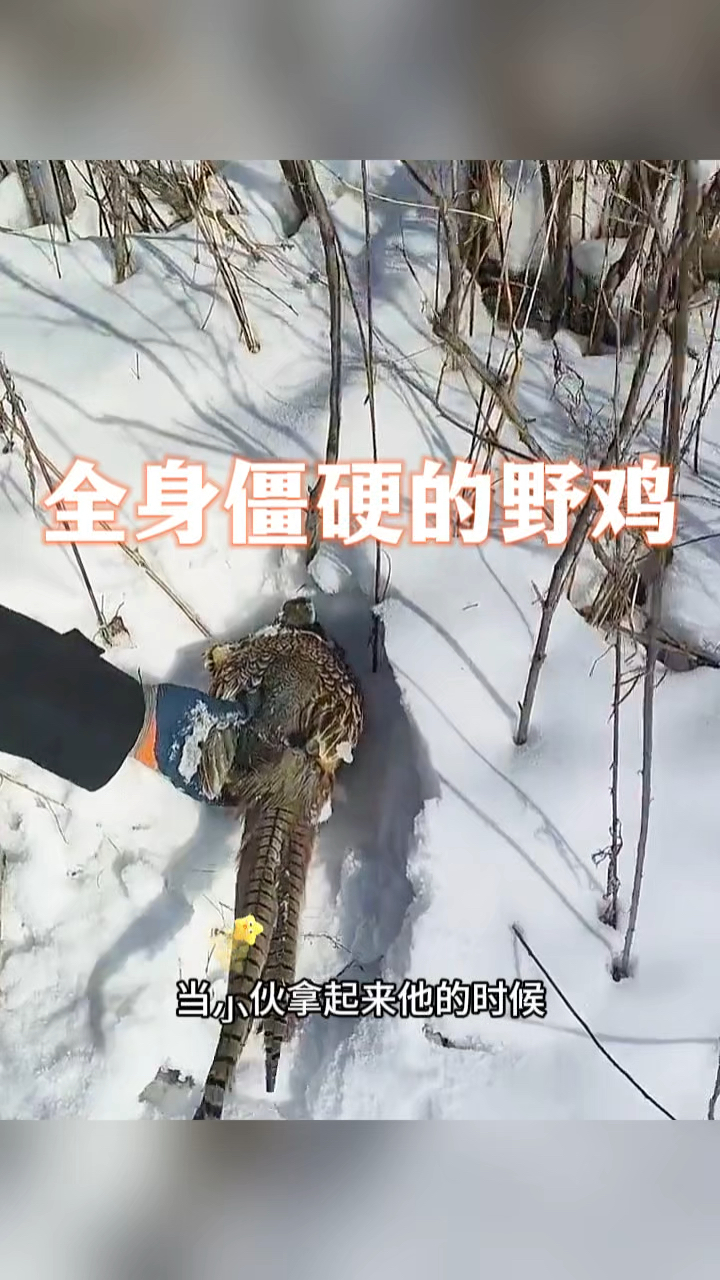 全身僵硬的野鸡,如此的僵硬