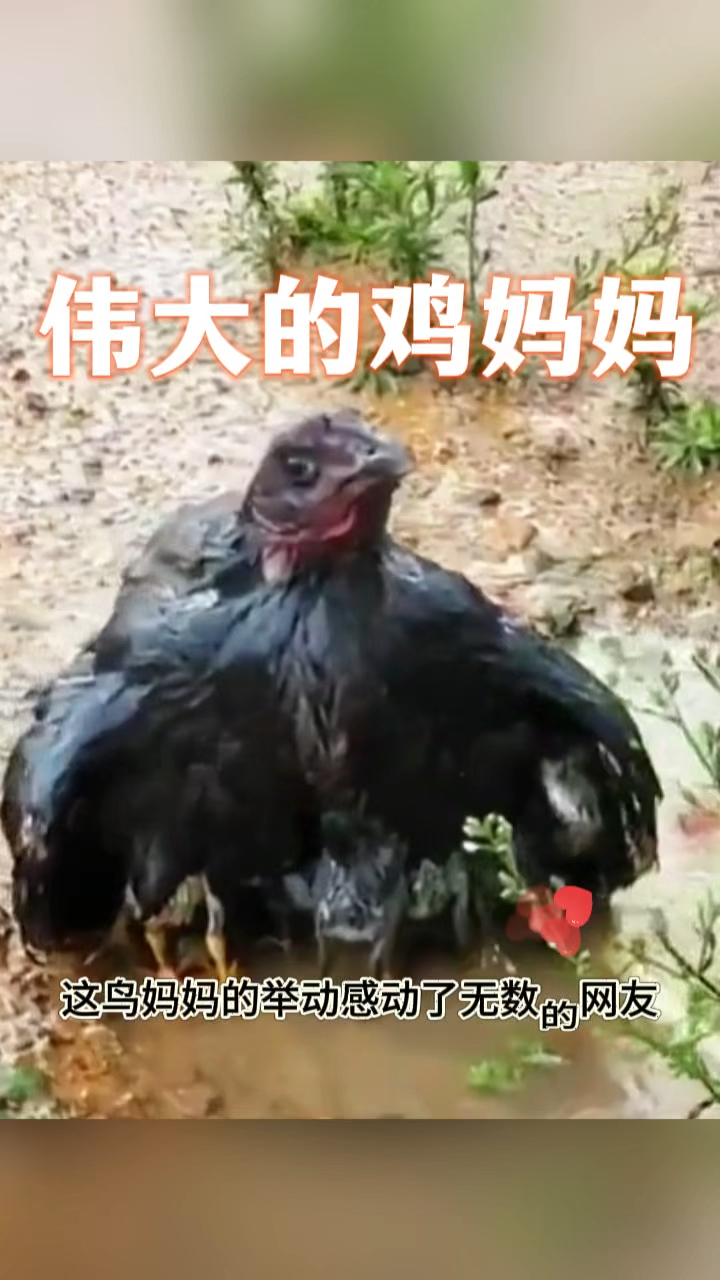 伟大的鸡妈妈,保护着孩子