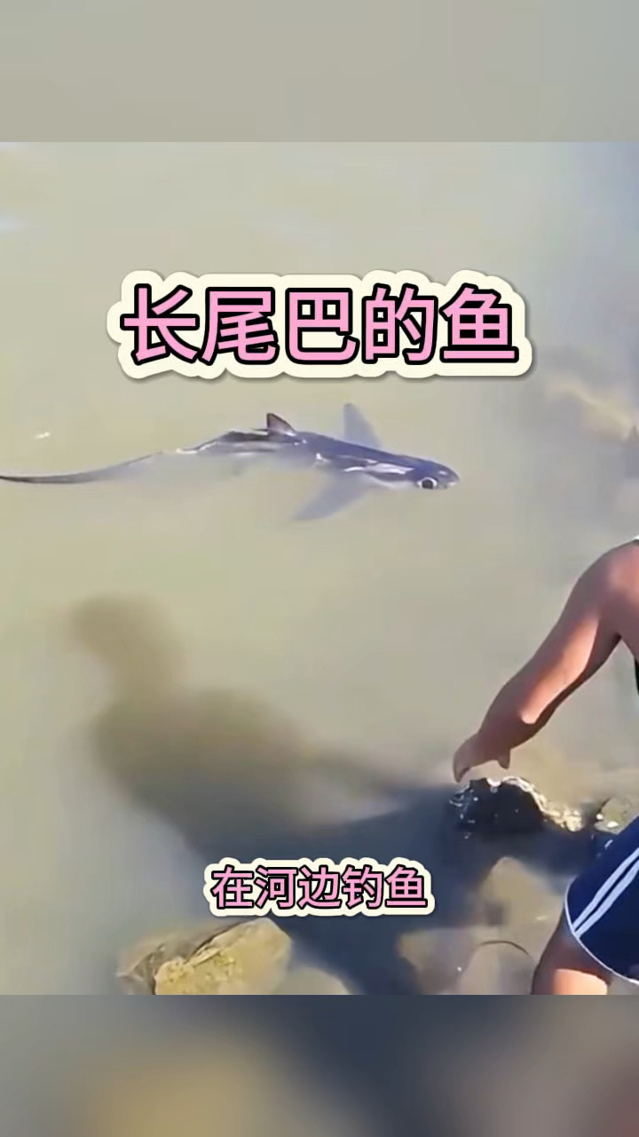 长尾巴的鱼,这是什么品种