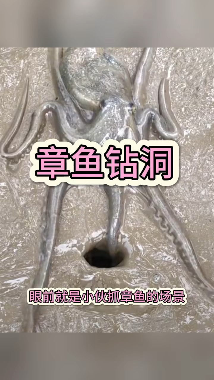 章鱼钻洞,真是个人才