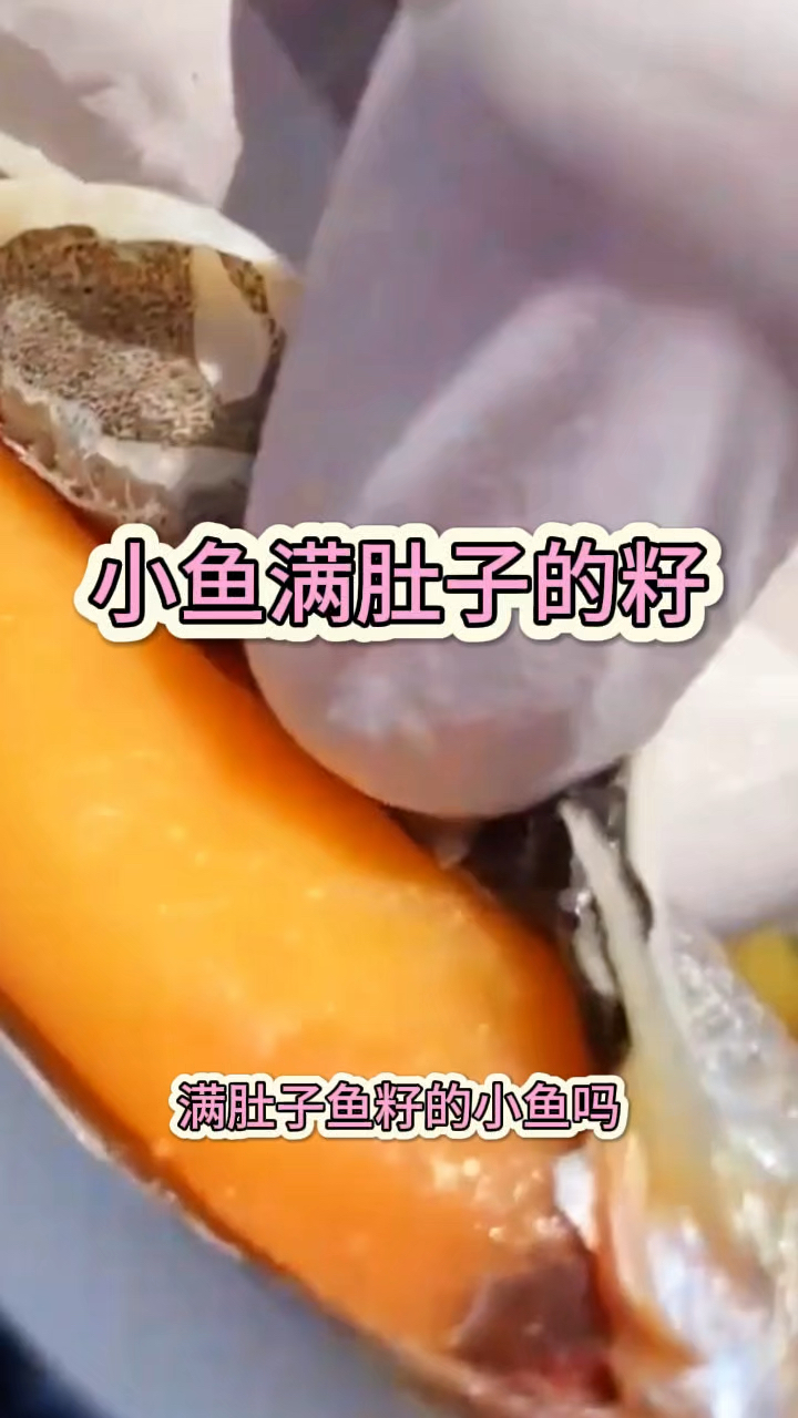 小鱼满肚子的籽,这是什么品种