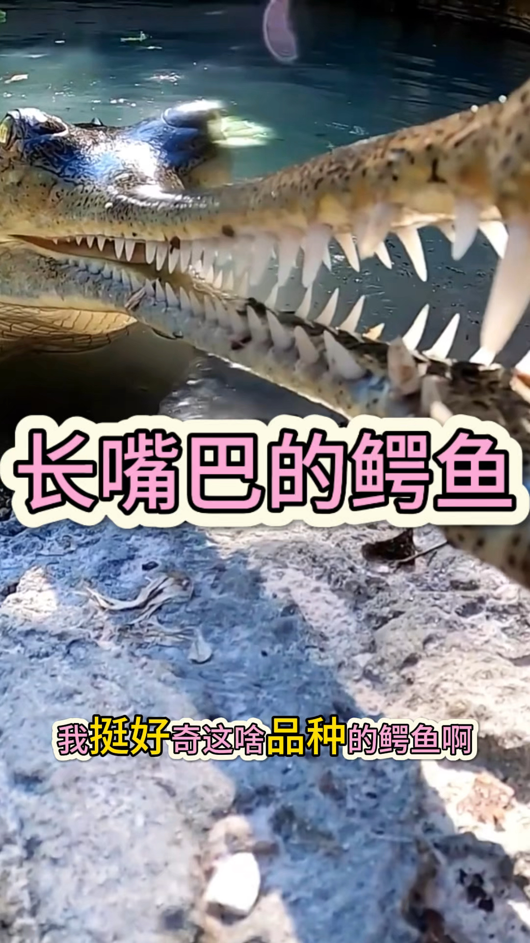 长嘴巴的鳄鱼，这是什么品种呢