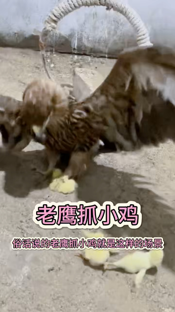 老鹰抓小鸡，无法抵抗