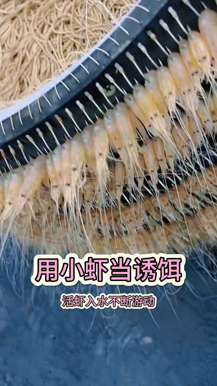 用小虾当诱饵，能上什么大货呢