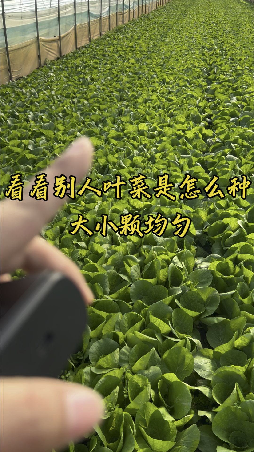 看看别人叶菜是怎么种，大小颗均匀#快菜播种机#油菜播种机