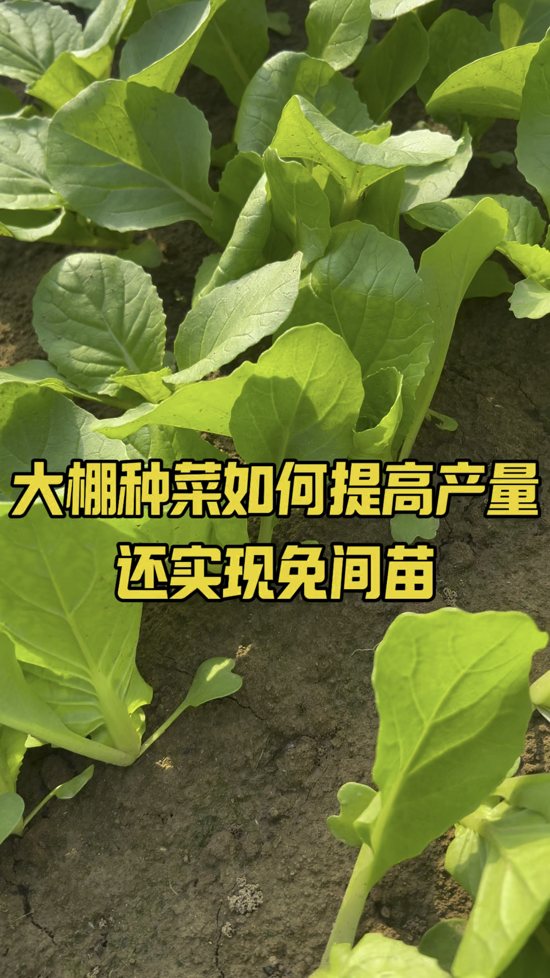 大棚种菜如何提高产量,还实现免间苗#菠菜播种机#香菜播种机