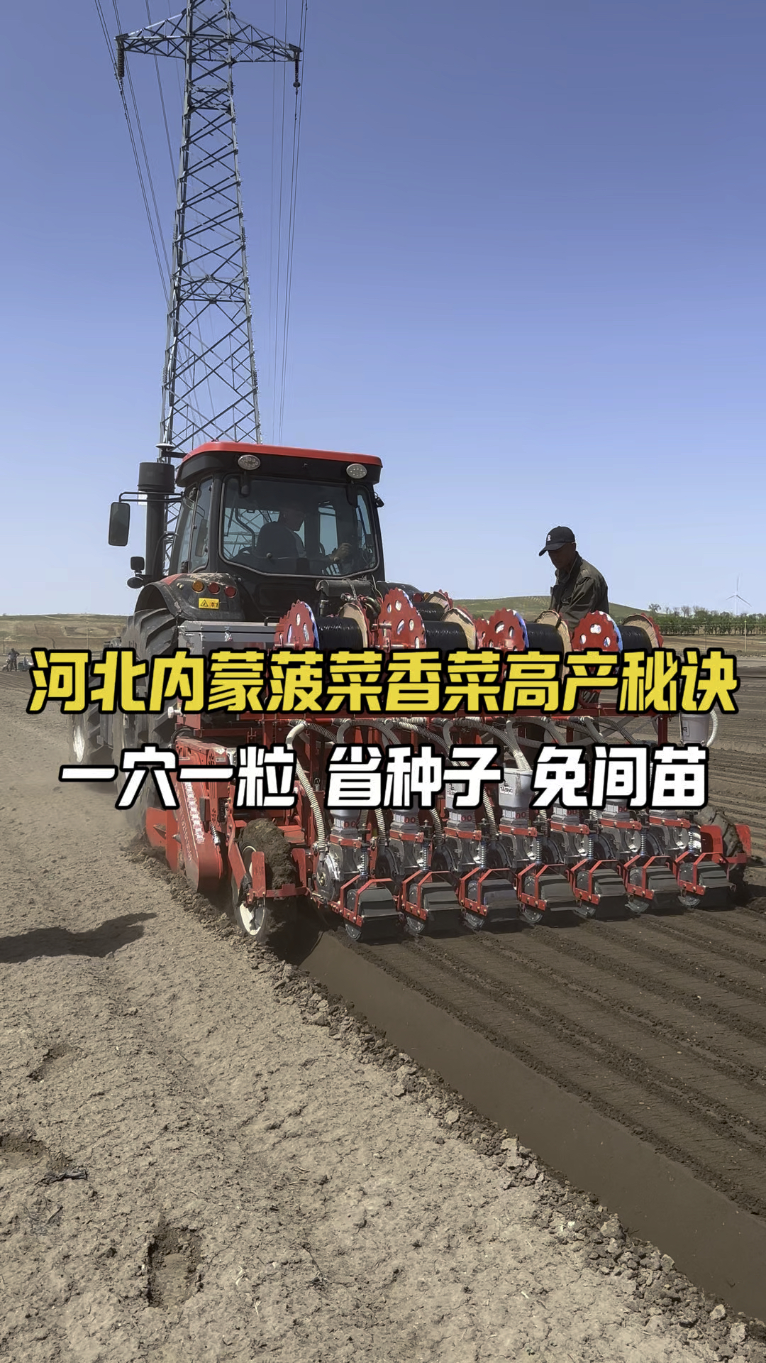 河北内蒙菠菜香菜高产秘诀,一穴一粒省种子免间苗#强烈推荐