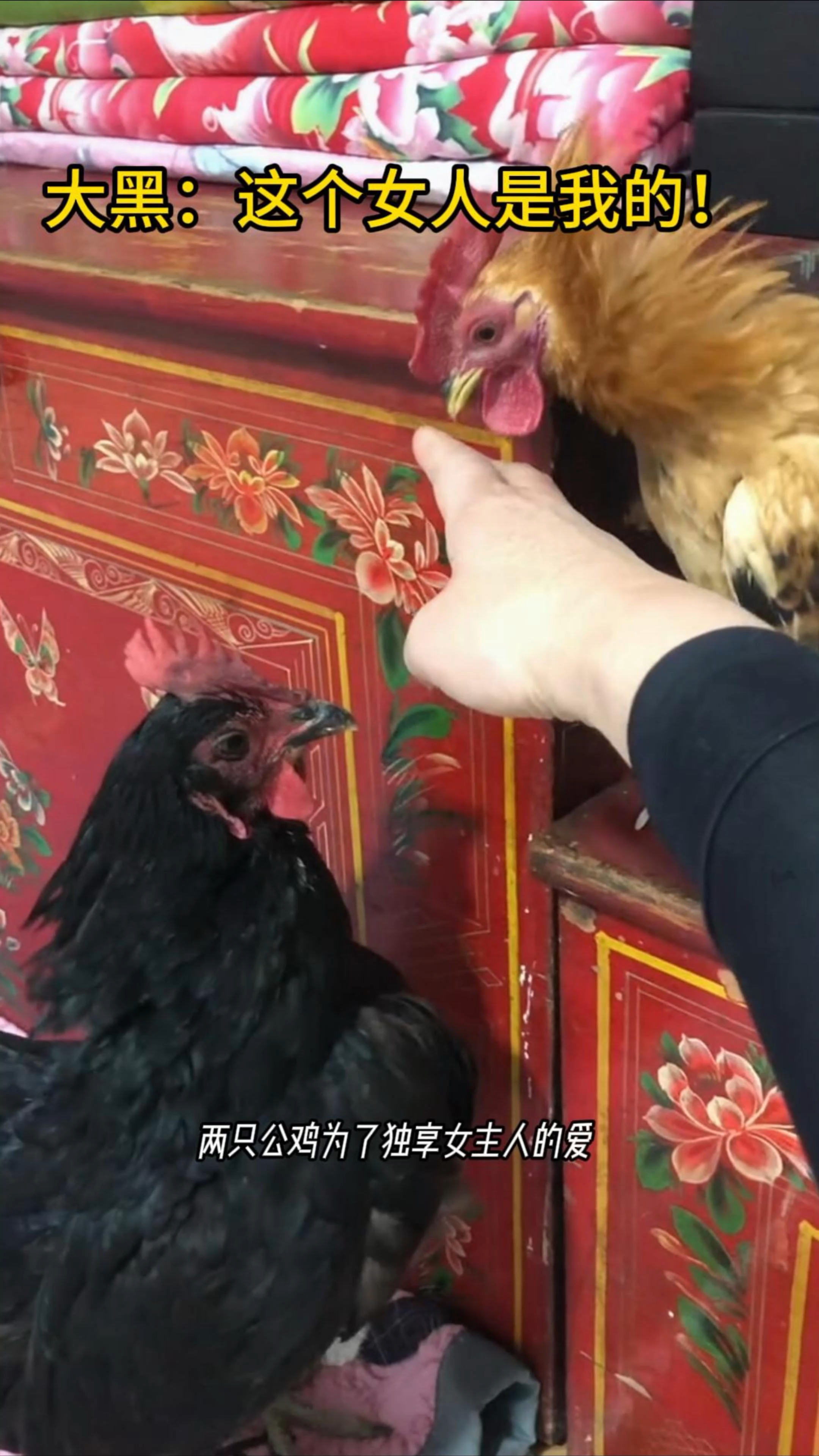 大公鸡也会争宠啊!