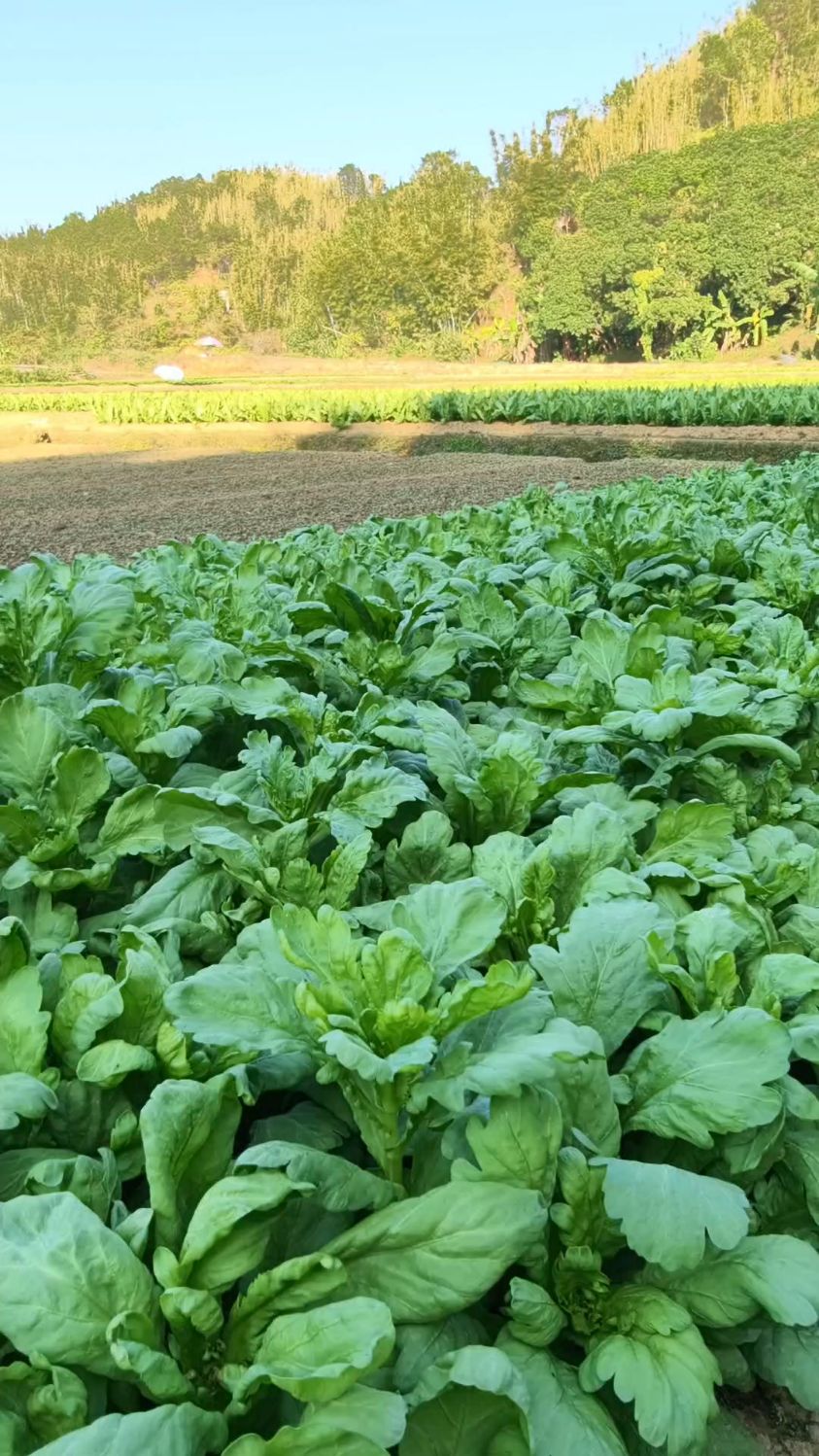 今天的快乐是茼蒿菜给的