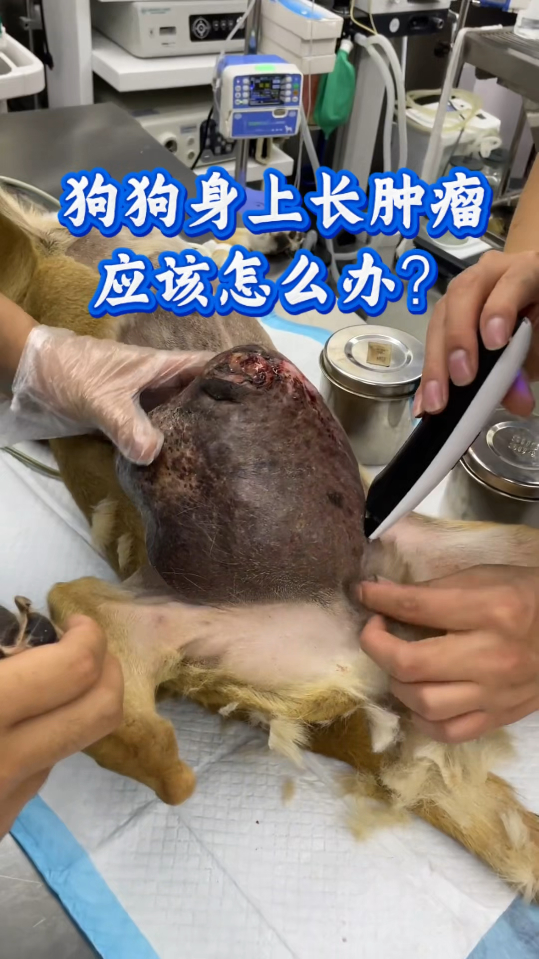 狗狗身上长肿瘤，应该怎么办？
