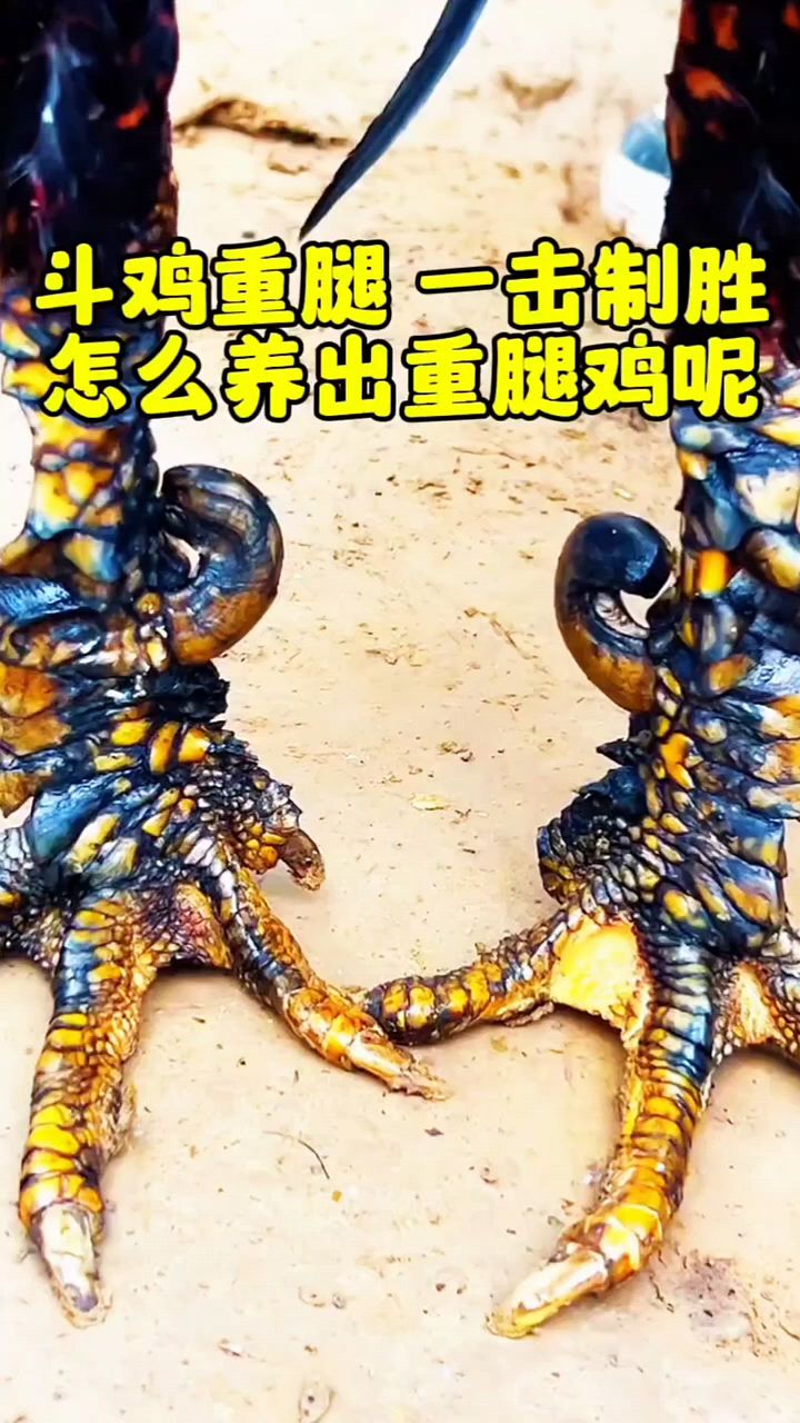 斗鸡重腿夺鸡王这样喂