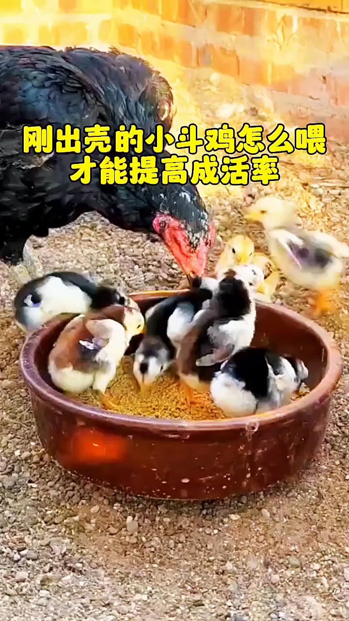 出壳小鸡怎么提高成活率