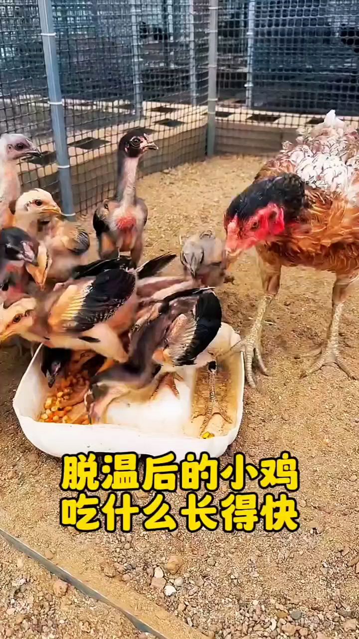 小鸡吃什么长得快