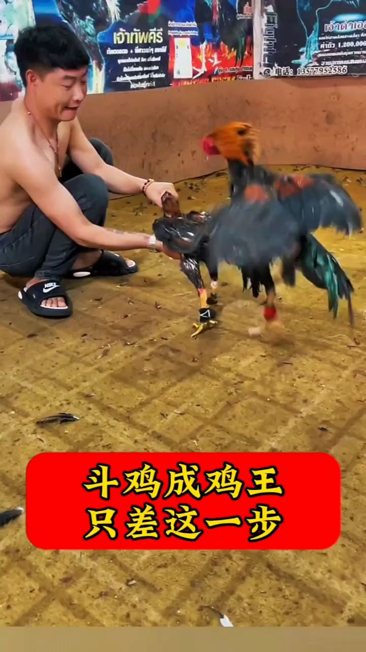 斗鸡成鸡王,你就这样喂