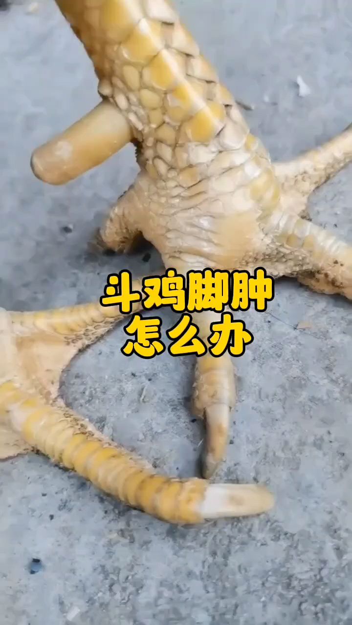 鸡鸭鹅脚掌这样怎么办