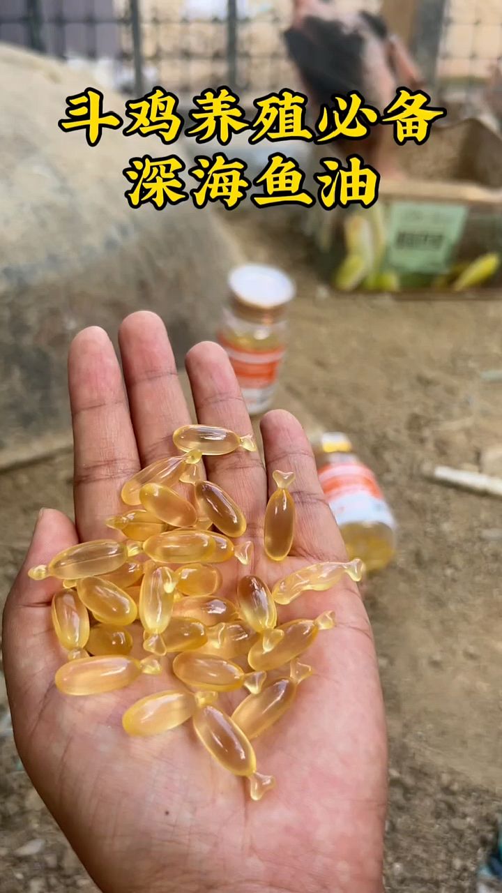 斗鸡养殖必备深海鱼油
