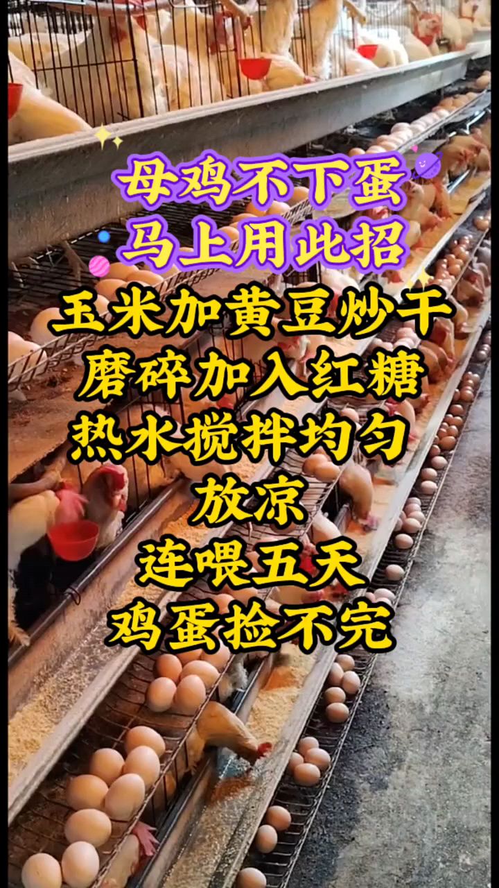 母鸡补不下蛋怎么喂