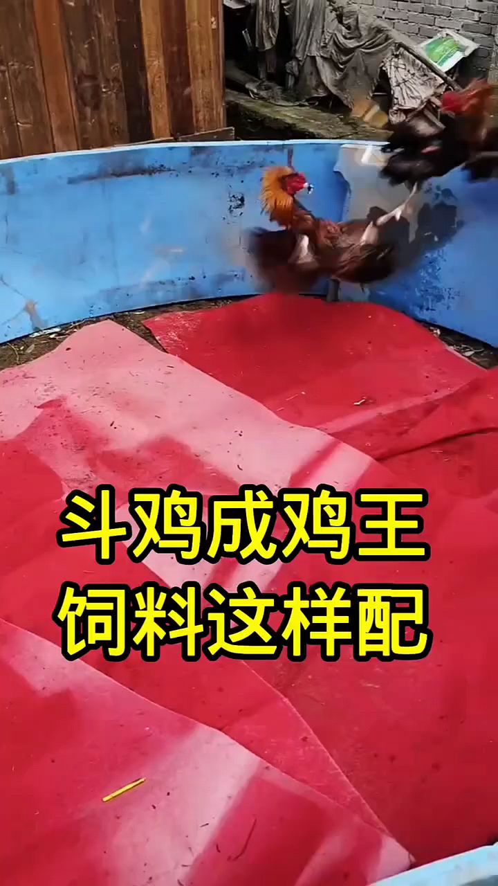 斗鸡怎么搭配饲料好