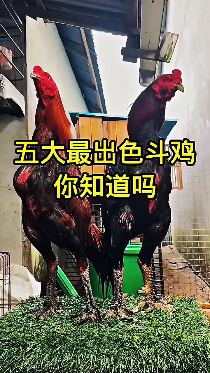 五大最出色的斗鸡你知道吗