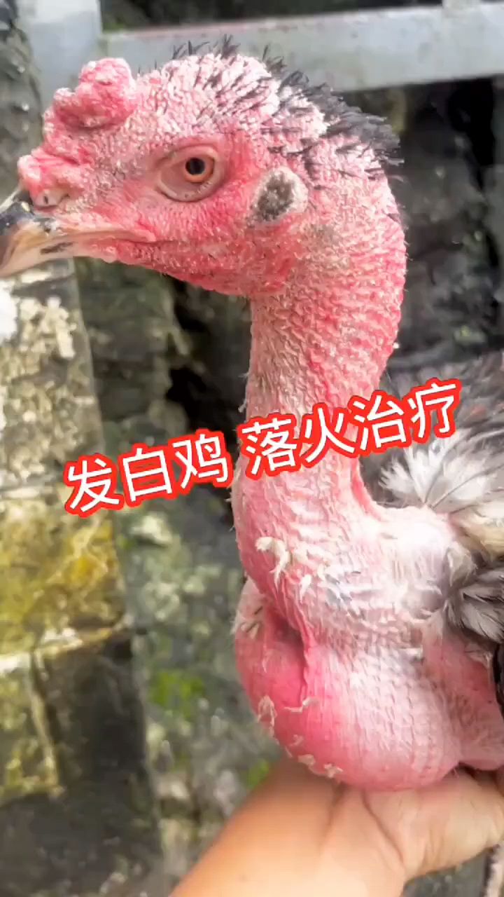 斗鸡发白发黄怎么调理