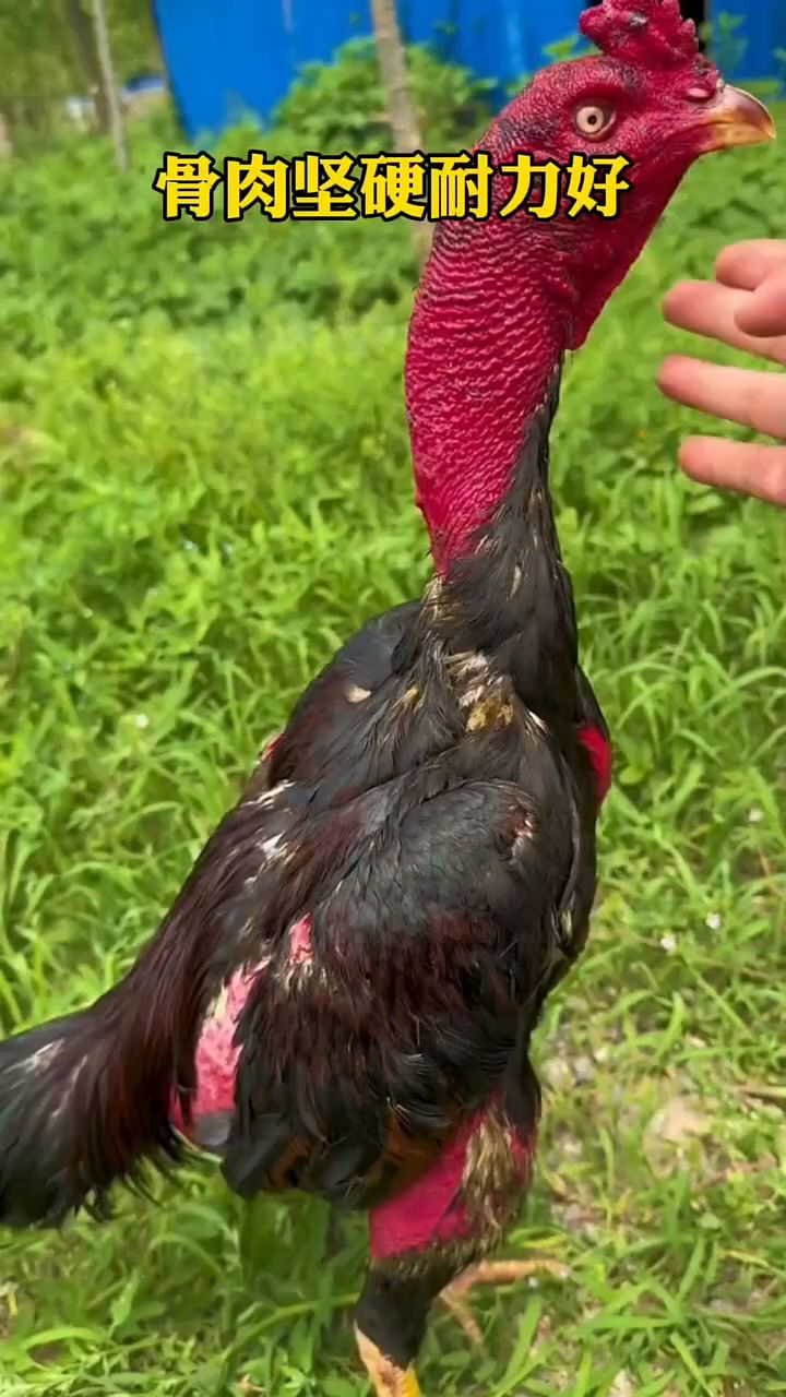 斗鸡骨肉坚硬耐力好
