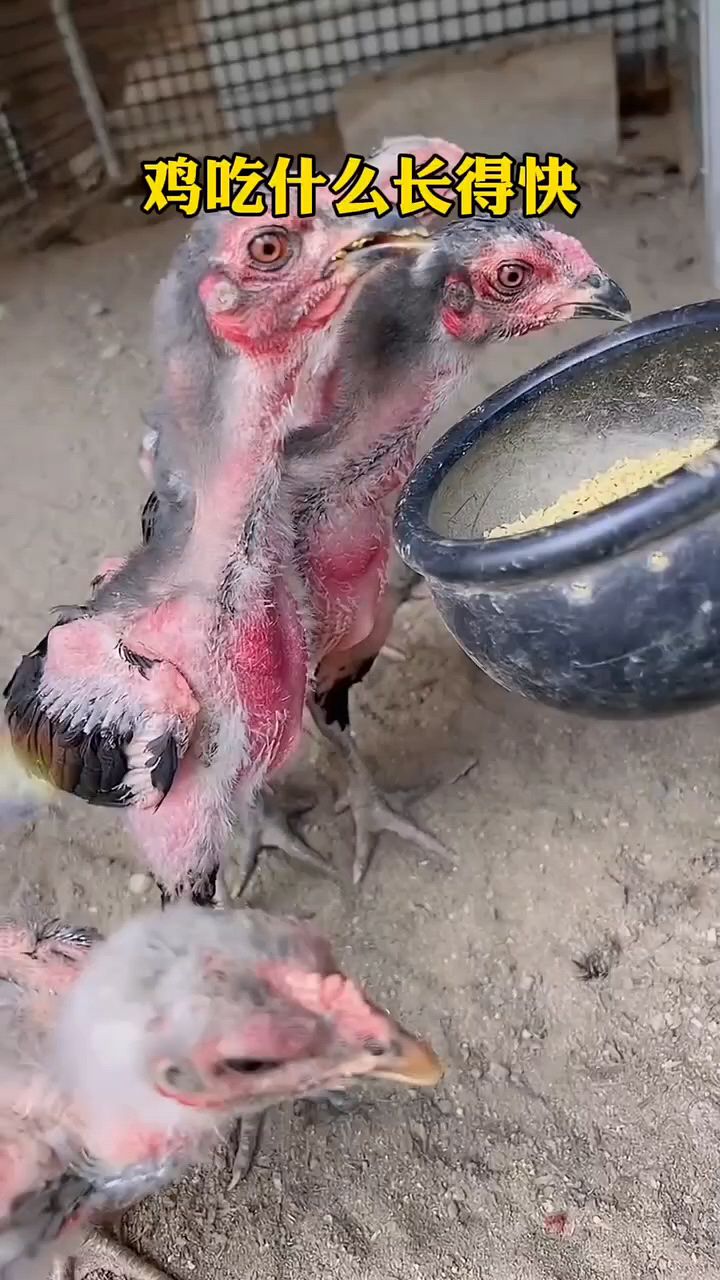小鸡吃什么长大快