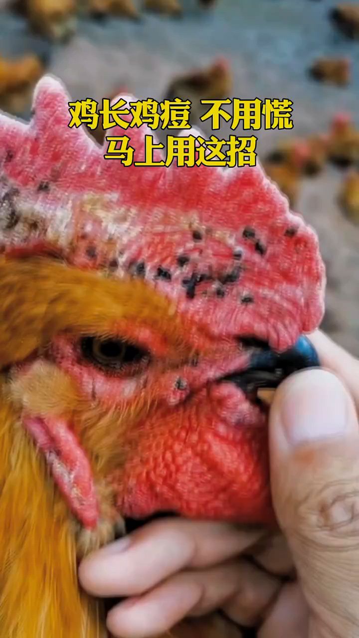 鸡长痘痘怎么办啊
