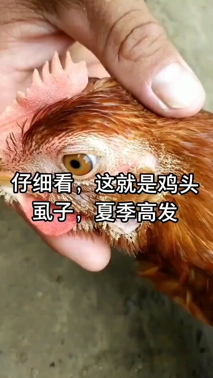鸡虱子太多教你一招