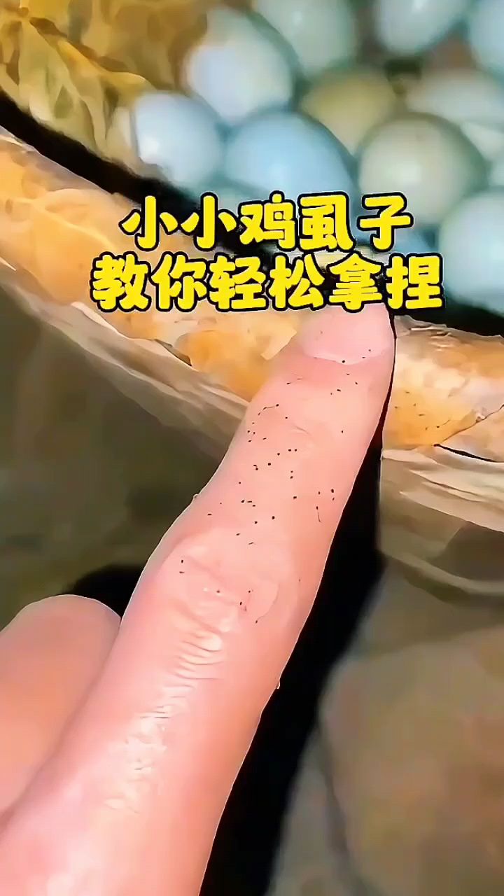 鸡虱子太多怎么解决