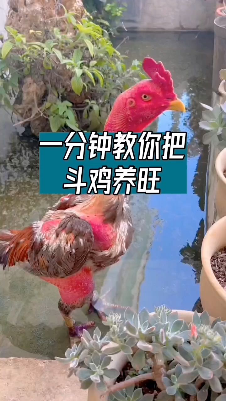 一分钟教你斗鸡养的旺