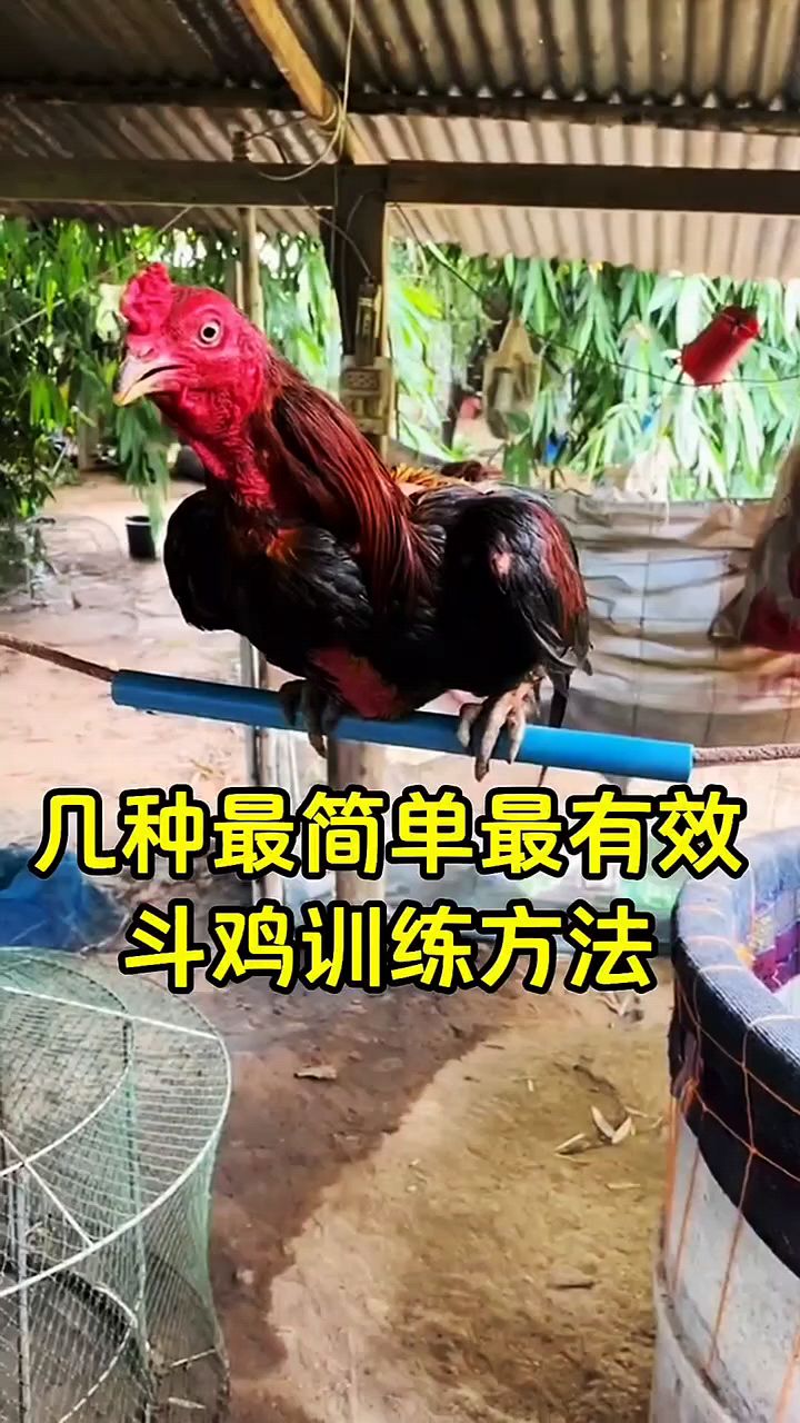 训练斗鸡最简单的方法