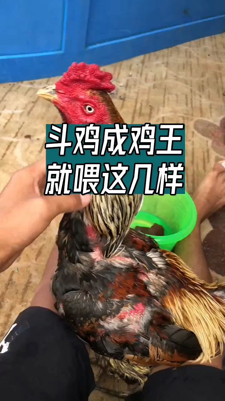 斗鸡成鸡王这样喂