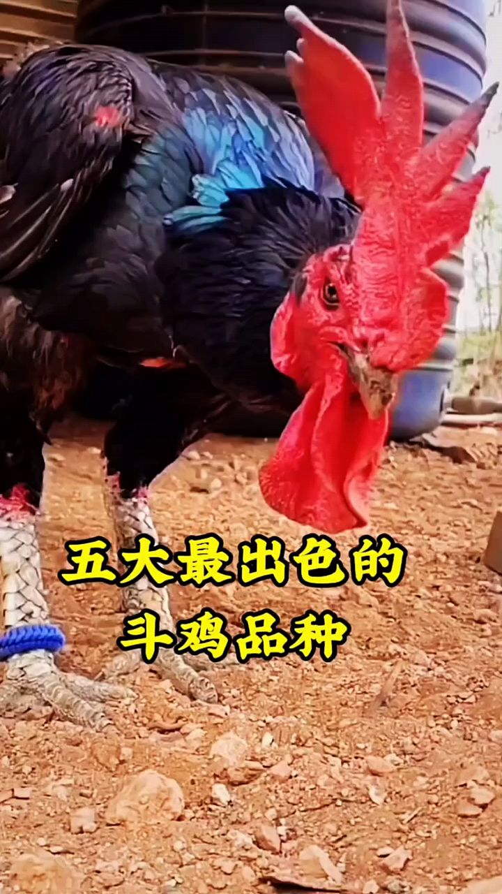 五大最出色的斗鸡
