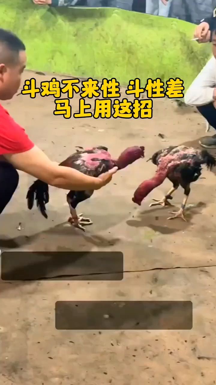 斗鸡斗性不好怎么办