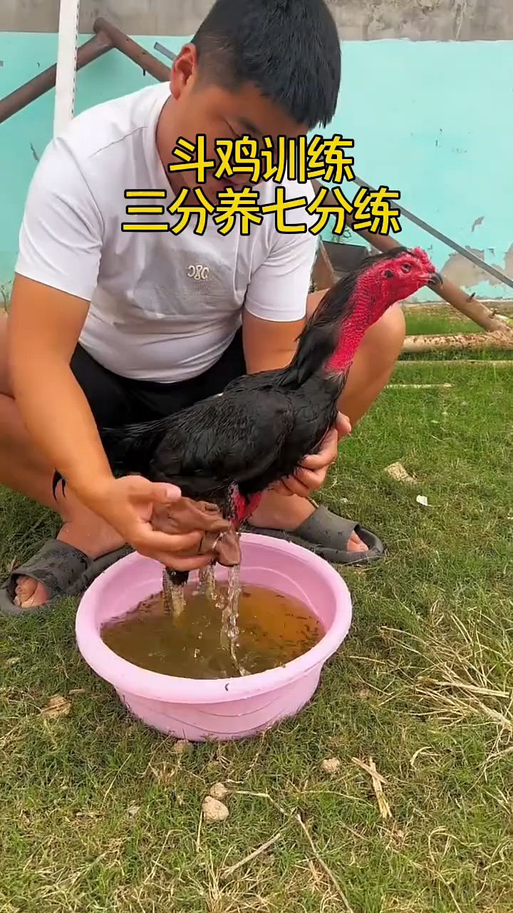 斗鸡训练三分养七分练