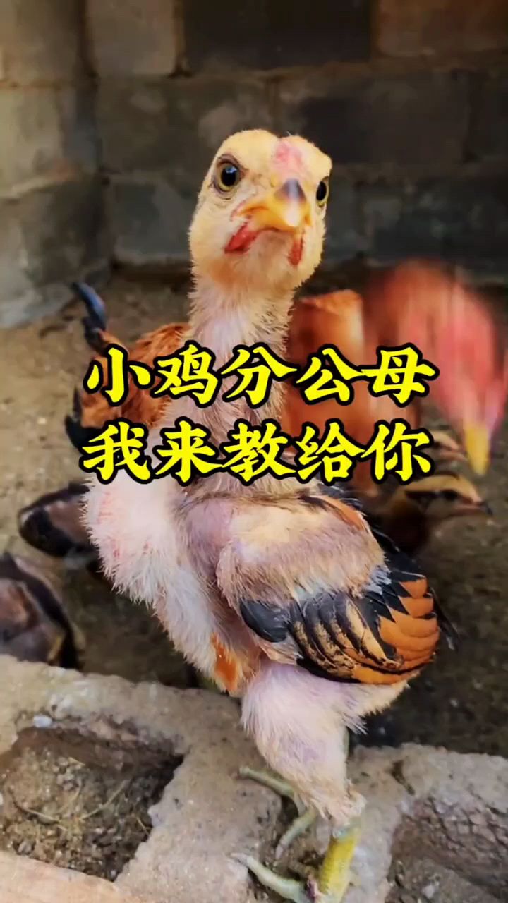小鸡怎么分公母啊
